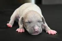 Quinn, a male Italian Greyhound for sale in Kingston, OK – 2 of 5