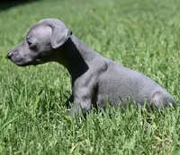 Maynard, a male Italian Greyhound for sale in Kingston, OK – 6 of 10