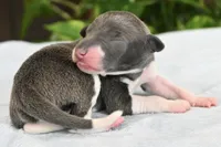 Benson, a male Italian Greyhound for sale in Kingston, OK – 2 of 5