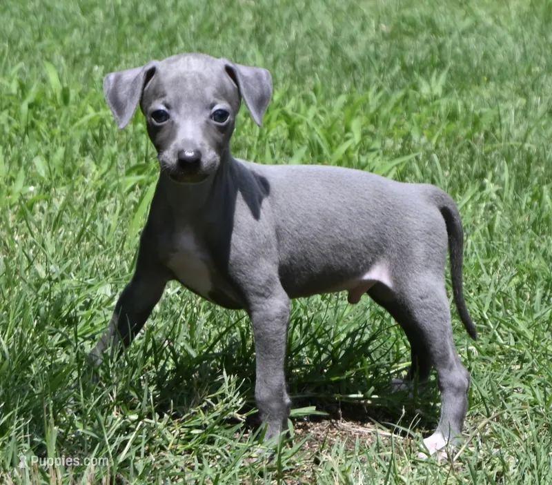 Maynard – Italian Greyhound puppy for sale in Kingston, OK