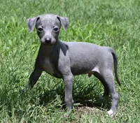 Maynard, a male Italian Greyhound for sale in Kingston, OK – 1 of 10
