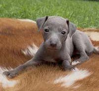 Hailie, a female Italian Greyhound for sale in Kingston, OK – 4 of 10