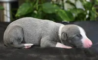 Krew, a male Whippet for sale in Kingston, OK – 6 of 6