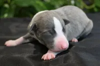Krew, a male Whippet for sale in Kingston, OK – 2 of 6