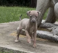 Jersey, a male Italian Greyhound for sale in Kingston, OK – 3 of 10