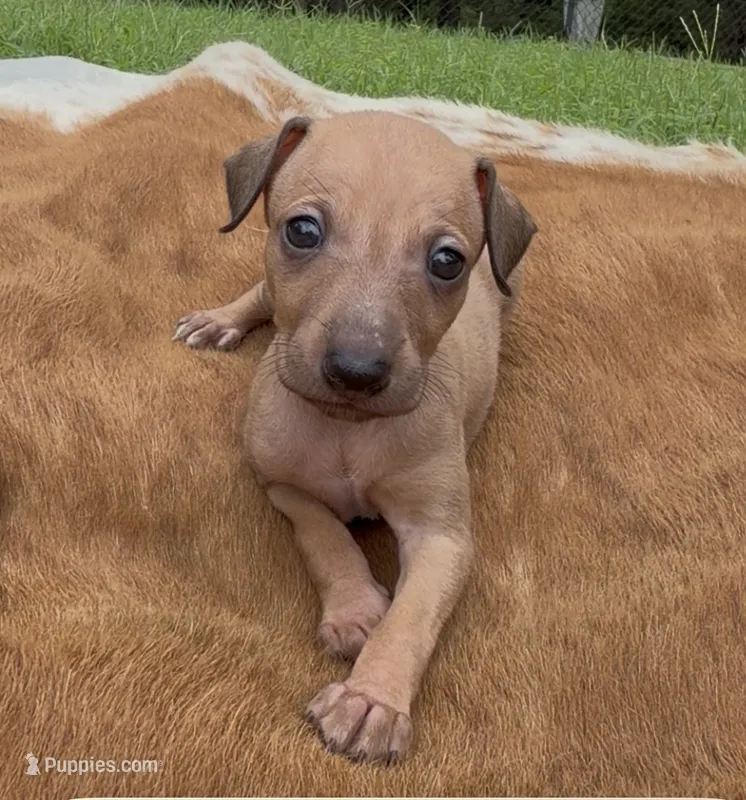 Sandi – Italian Greyhound puppy for sale in Kingston, OK