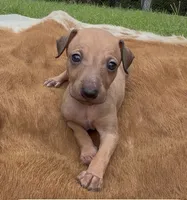 Sandi, a female Italian Greyhound for sale in Kingston, OK – 1 of 10