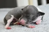 Tracer, a male Italian Greyhound for sale in Kingston, OK – 1 of 5