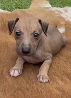 Driz, a female Italian Greyhound for sale in Kingston, OK – 3 of 10