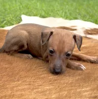 Stormy, a female Italian Greyhound for sale in Kingston, OK – 2 of 10