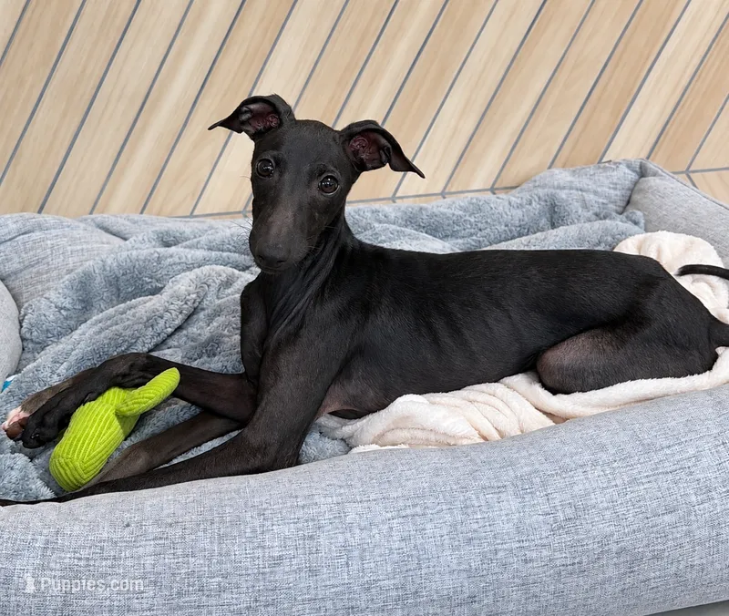 Skylar – Italian Greyhound puppy for sale in Kingston, OK