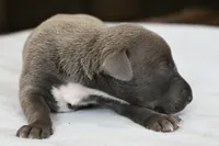 Taz, a male Italian Greyhound for sale in Kingston, OK – 2 of 5