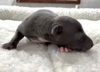 Memphis, a female Italian Greyhound for sale in Kingston, OK – 4 of 5
