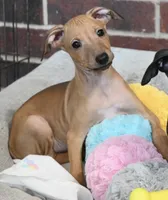Driz, a female Italian Greyhound for sale in Kingston, OK – 1 of 10