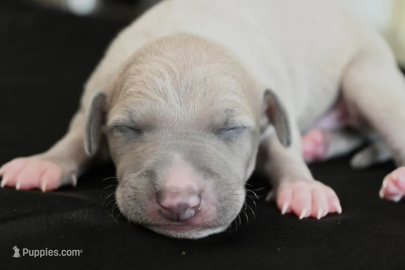 Quinn – Italian Greyhound puppy for sale in Kingston, OK