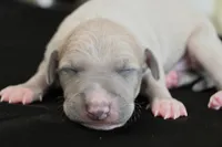 Quinn, a male Italian Greyhound for sale in Kingston, OK – 1 of 5