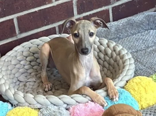 June – Italian Greyhound puppy for sale in Kingston, OK