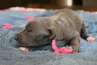 Queenie, a female Italian Greyhound for sale in Kingston, OK – 4 of 5