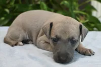 Bennett, a male Italian Greyhound for sale in Kingston, OK – 7 of 10