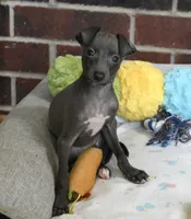 Rae, a female Italian Greyhound for sale in Kingston, OK – 1 of 10