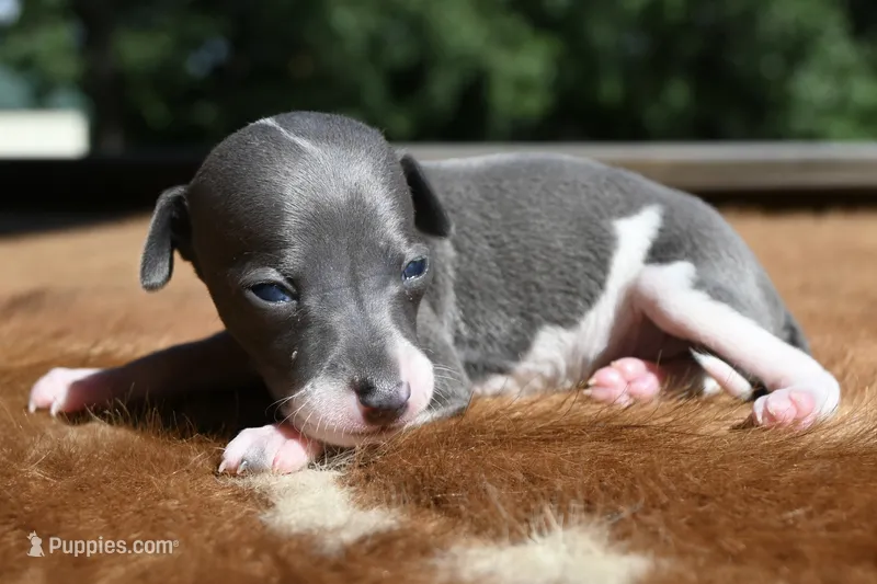 Tracer – Italian Greyhound puppy for sale in Kingston, OK