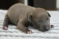Blizzy, a male Italian Greyhound for sale in Kingston, OK – 2 of 5