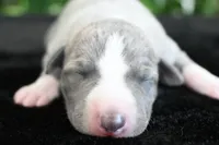 Kora, a female Whippet for sale in Kingston, OK – 2 of 6