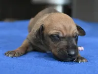 Nimbus, a male Italian Greyhound for sale in Kingston, OK – 5 of 5