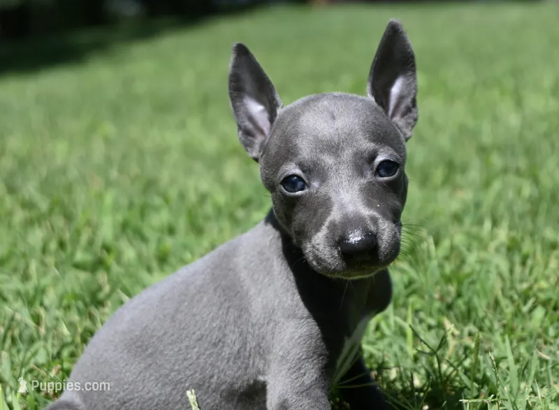Misa – Italian Greyhound puppy for sale in Kingston, OK