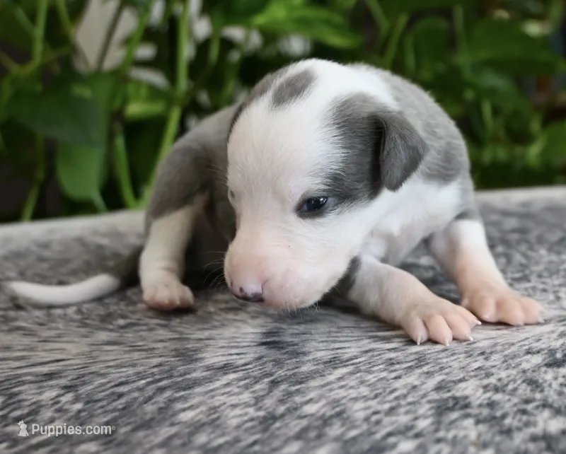Sunny – Whippet puppy for sale in Kingston, OK