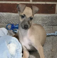 Bennett, a male Italian Greyhound for sale in Kingston, OK – 6 of 10