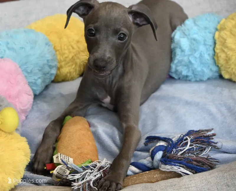 Jane – Italian Greyhound puppy for sale in Kingston, OK