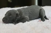 Rae, a female Italian Greyhound for sale in Kingston, OK – 4 of 5