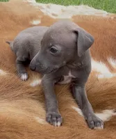 Blizzy, a male Italian Greyhound for sale in Kingston, OK – 3 of 10