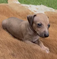 Driz, a female Italian Greyhound for sale in Kingston, OK – 4 of 10