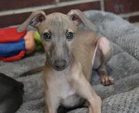 Jasper, a male Italian Greyhound for sale in Kingston, OK – 4 of 10