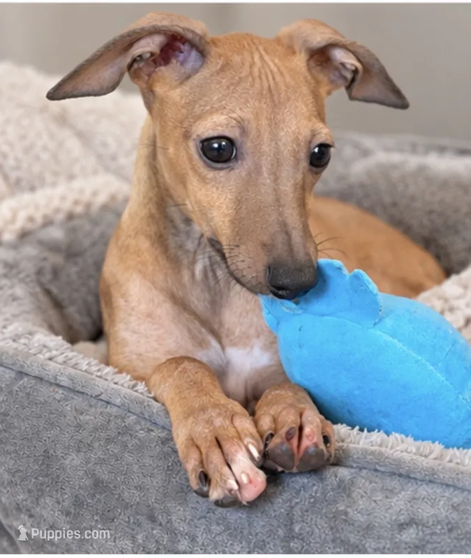 Stormy – Italian Greyhound puppy for sale in Kingston, OK