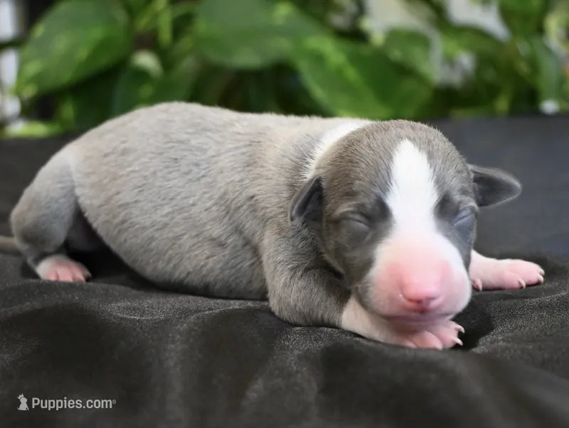Krew – Whippet puppy for sale in Kingston, OK