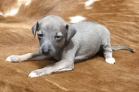 Jane, a female Italian Greyhound for sale in Kingston, OK – 4 of 10