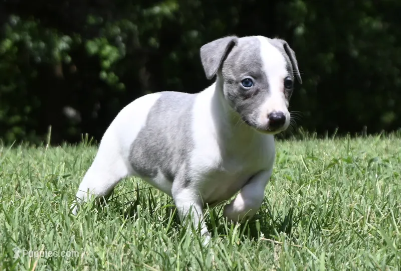 Kiwi – Whippet puppy for sale in Kingston, OK