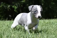Kiwi, a female Whippet for sale in Kingston, OK – 6 of 10