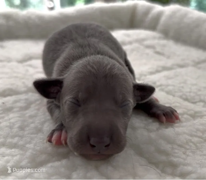 Maynard – Italian Greyhound puppy for sale in Kingston, OK