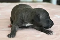 Tess, a female Italian Greyhound for sale in Kingston, OK – 3 of 4