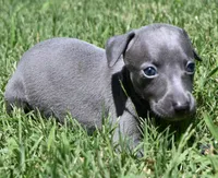 Maple, a female Italian Greyhound for sale in Kingston, OK – 3 of 10
