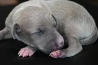 Quinn, a male Italian Greyhound for sale in Kingston, OK – 3 of 5