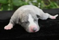 Kora, a female Whippet for sale in Kingston, OK – 4 of 6