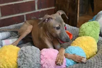 Jaxx, a male Italian Greyhound for sale in Kingston, OK – 5 of 10