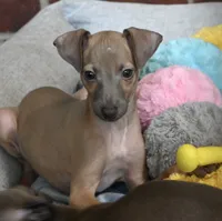 Jersey, a male Italian Greyhound for sale in Kingston, OK – 2 of 10