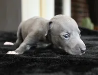 Maynard, a male Italian Greyhound for sale in Kingston, OK – 10 of 10