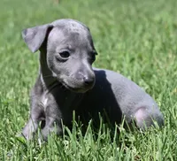 Maynard, a male Italian Greyhound for sale in Kingston, OK – 3 of 10